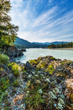 Katun Nehri ile yaz manzarası. Chemal, Gorny Altay, Sibirya,