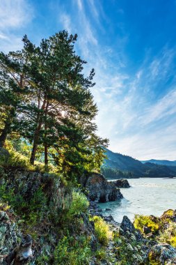 Katun Nehri ile yaz manzarası. Chemal, Gorny Altay, Sibirya,