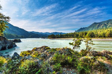 Katun Nehri ile yaz manzarası. Chemal, Gorny Altay, Sibirya,