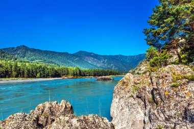 Katun Nehri ile yaz manzarası. Chemal, Gorny Altay, Sibirya,
