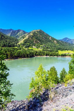 Katun Nehri ile yaz manzarası. Chemal, Gorny Altay, Sibirya,