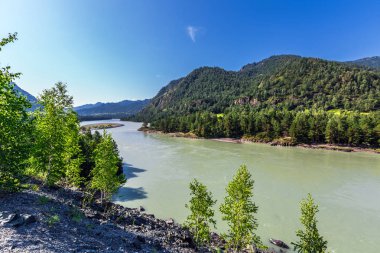 Katun Nehri ile yaz manzarası. Chemal, Gorny Altay, Sibirya,