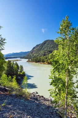 Katun Nehri ile yaz manzarası. Chemal, Gorny Altay, Sibirya,