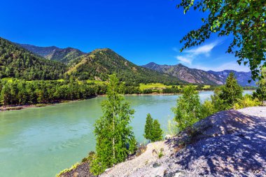 Katun Nehri ile yaz manzarası. Chemal, Gorny Altay, Sibirya,