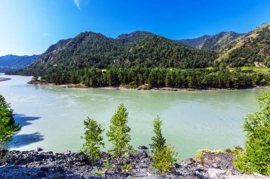 Katun Nehri ile yaz manzarası. Chemal, Gorny Altay, Sibirya,