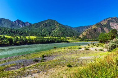Katun Nehri ile yaz manzarası. Chemal, Gorny Altay, Sibirya,