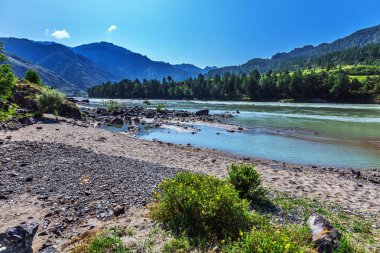 Katun Nehri ile yaz manzarası. Chemal, Gorny Altay, Sibirya,