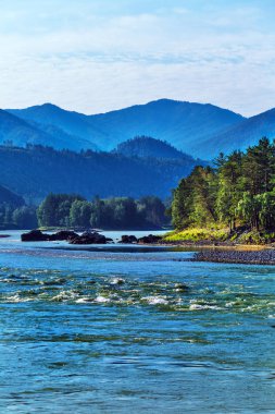 Katun Nehri ile yaz manzarası. Chemal, Gorny Altay, Sibirya,