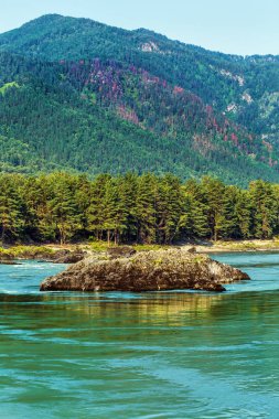 Katun Nehri ile yaz manzarası. Chemal, Gorny Altay, Sibirya,