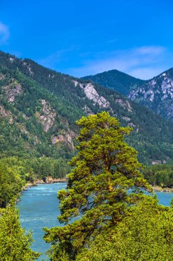 Katun Nehri ile yaz manzarası. Chemal, Gorny Altay, Sibirya,