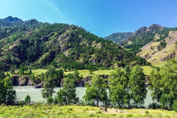 Katun Nehri ile yaz manzarası. Chemal, Gorny Altay, Sibirya,