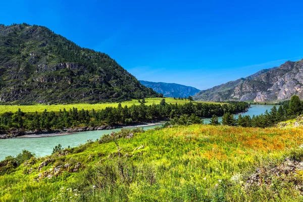 Katun Nehri ile yaz manzarası. Chemal, Gorny Altay, Sibirya,