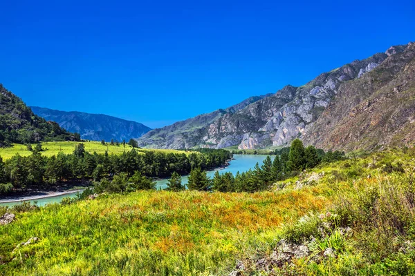 Katun Nehri ile yaz manzarası. Chemal, Gorny Altay, Sibirya,