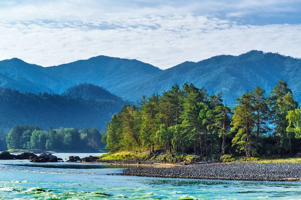 Katun Nehri ile yaz manzarası. Chemal, Gorny Altay, Sibirya,