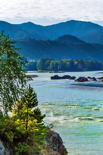 Katun Nehri ile yaz manzarası. Chemal, Gorny Altay, Sibirya,