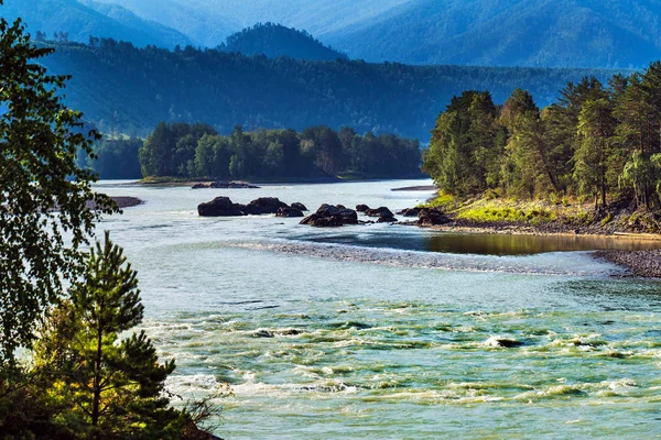 Katun Nehri ile yaz manzarası. Chemal, Gorny Altay, Sibirya,
