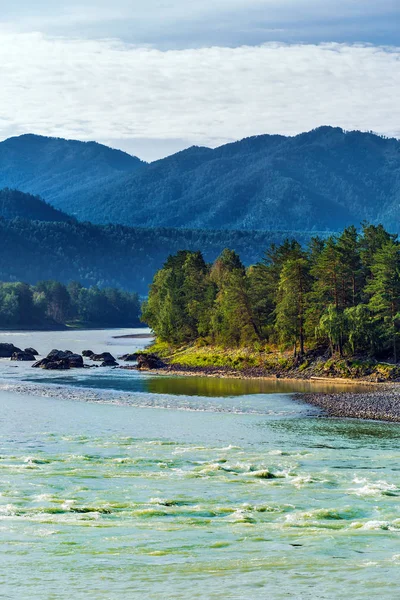 Katun Nehri ile yaz manzarası. Chemal, Gorny Altay, Sibirya,