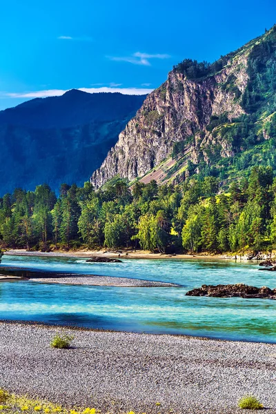 Katun Nehri ile yaz manzarası. Chemal, Gorny Altay, Sibirya,