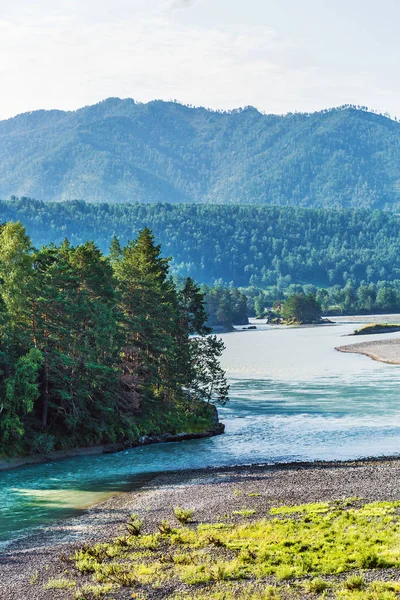 Katun Nehri ile yaz manzarası. Chemal, Gorny Altay, Sibirya,
