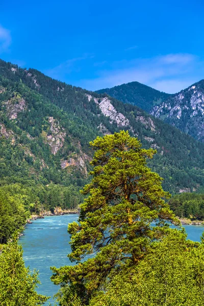 Katun Nehri ile yaz manzarası. Chemal, Gorny Altay, Sibirya,
