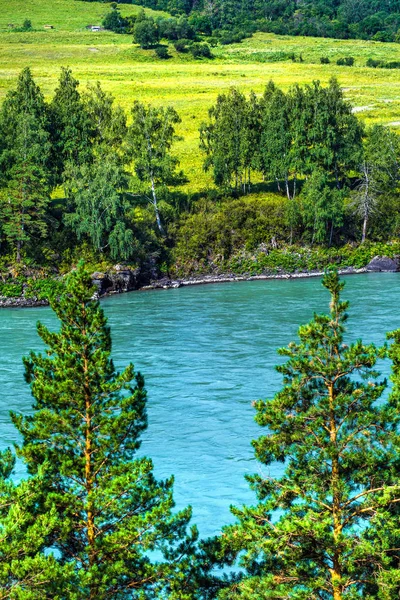 Летний пейзаж с рекой Катунь. Chemal, Горный Алтай, Сибирь , — стоковое фото