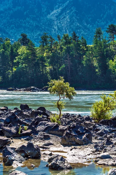 Летний пейзаж с рекой Катунь. Chemal, Горный Алтай, Сибирь , — стоковое фото