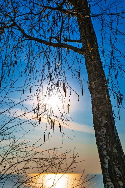 Jarní krajina. Novosibirsku, Ruská federace — Stock fotografie