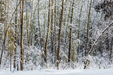 Rus kışı, karla kaplı orman. Batı Sibirya, Rusya