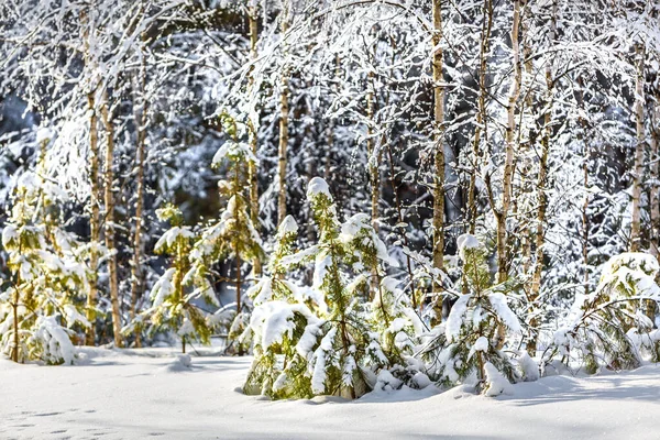 Paisaje Invernal Con Pinos Cubiertos Nieve Siberia Occidental Rusia — Foto de Stock