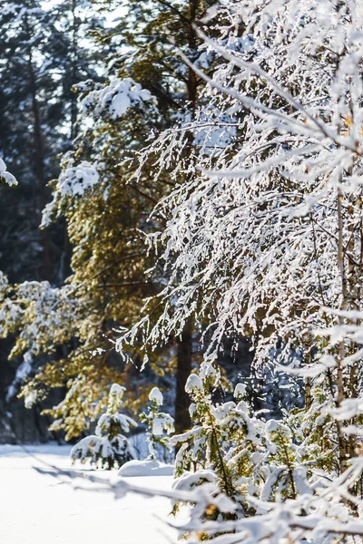 Invierno Ruso Bosque Cubierto Nieve Siberia Occidental Rusia — Foto de Stock