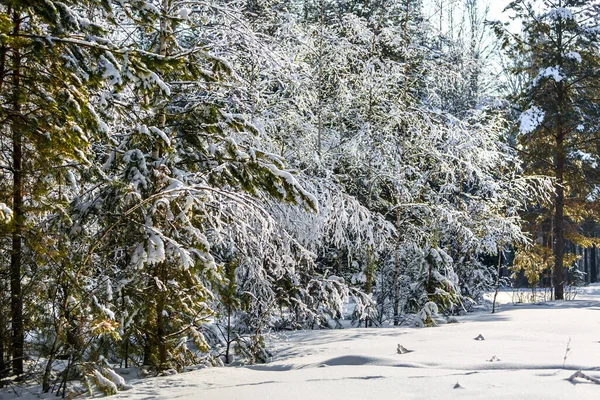 Invierno Ruso Bosque Cubierto Nieve Siberia Occidental Rusia — Foto de Stock