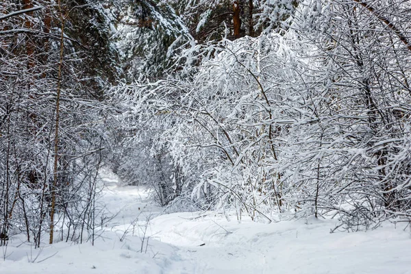 Camino Través Las Corrientes Nieve Bosque Cubierto Nieve Siberia Occidental — Foto de Stock
