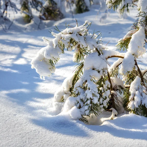 雪に覆われた松の冬の風景 ロシアの西シベリア ロイヤリティフリーのストック写真