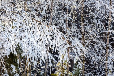 Karla kaplı ağaç dalları. Batı Sibirya, Rusya
