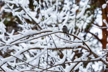 Karla kaplı ağaç dalları. Batı Sibirya, Rusya