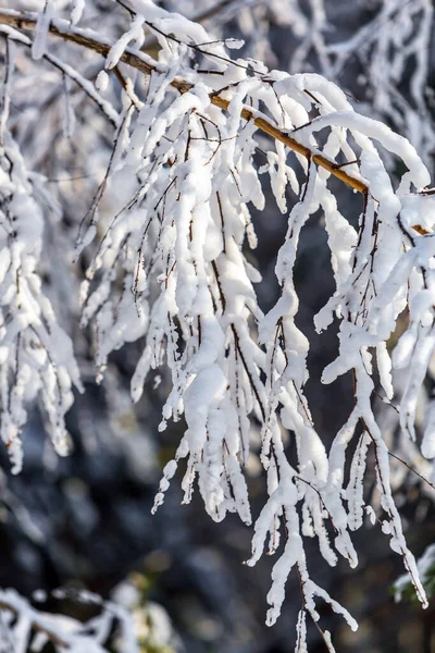 Gałęzie Pokryte Śniegiem Zachodnia Syberia Rosja — Zdjęcie stockowe
