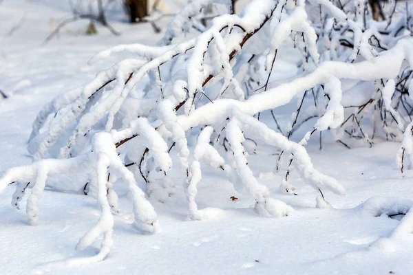 Gałęzie Pokryte Śniegiem Zachodnia Syberia Rosja — Zdjęcie stockowe