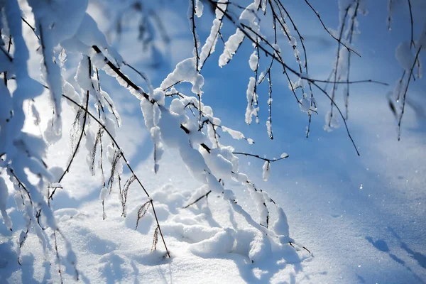 Gałęzie Pokryte Śniegiem Zachodnia Syberia Rosja — Zdjęcie stockowe