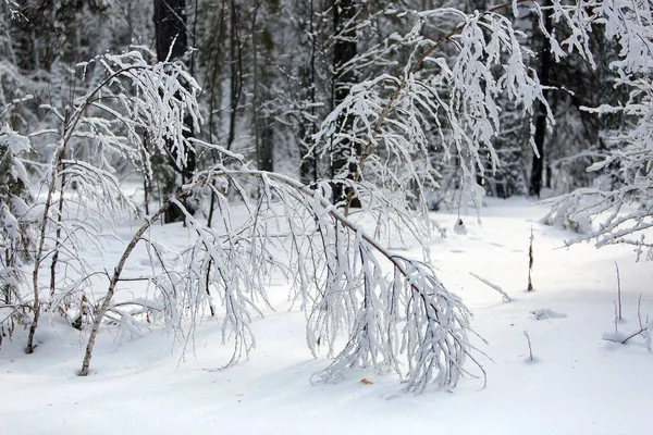 Ramas Árboles Cubiertas Nieve Siberia Occidental Rusia — Foto de Stock