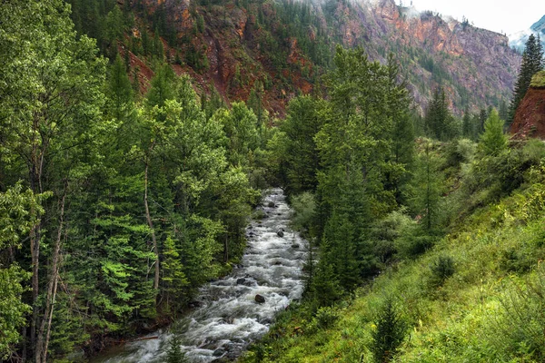 Mountain River Chibitka Surrounded Coniferous Forest Mountains Russia Southern Siberia — Stock Photo, Image