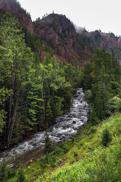 Montanha Rio Chibitka Cercado Por Floresta Coníferas Montanhas Rússia Sul — Fotografia de Stock