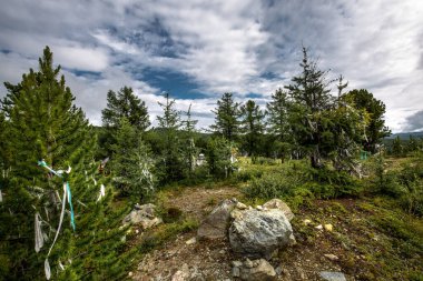 Ulagan geçidinde bağlı kurdeleleri olan kozalaklı bir orman. Ulagansky Bölgesi, Altai Cumhuriyeti, Güney Sibirya, Rusya