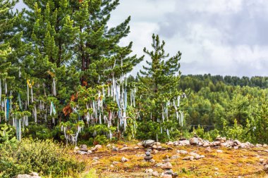 Ulagan geçidinde bağlı kurdeleleri olan kozalaklı bir orman. Ulagansky Bölgesi, Altai Cumhuriyeti, Güney Sibirya, Rusya