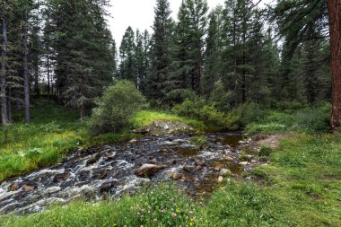 Dağ nehri Kara-Ozek kozalaklı ormanlarla çevrili. Ulagansky Bölgesi, Altai Cumhuriyeti, Güney Sibirya, Rusya