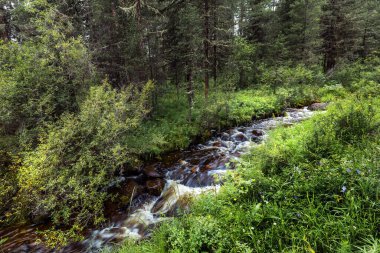 Dağ nehri Kara-Ozek kozalaklı ormanlarla çevrili. Ulagansky Bölgesi, Altai Cumhuriyeti, Güney Sibirya, Rusya
