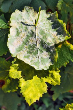 Tehlikeli bir üzüm küflü küflü küf hastalığı. Plasmopara viticola. Üzüm yaprakları, küflü plakla kaplı mantarın aktif üremesinden dolayı.