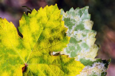Tehlikeli bir üzüm küflü küflü küf hastalığı. Plasmopara viticola. Üzüm yaprakları, küflü plakla kaplı mantarın aktif üremesinden dolayı.