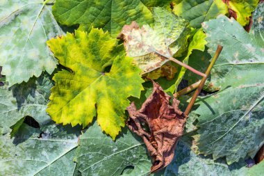 Tehlikeli bir üzüm küflü küflü küf hastalığı. Plasmopara viticola. Üzüm yaprakları, küflü plakla kaplı mantarın aktif üremesinden dolayı.