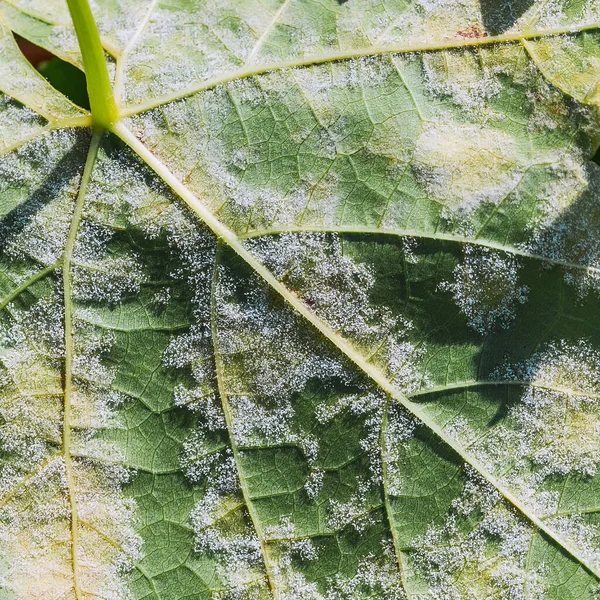 Eine Gefährliche Krankheit Des Traubenschimmelpilzes Von Plasmopara Viticola Traubenblätter Aufgrund — Stockfoto