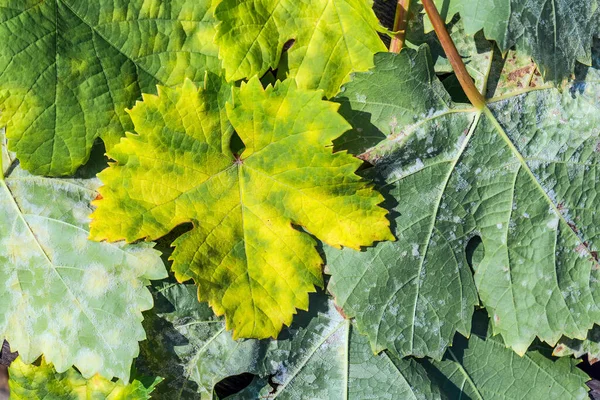 Una Enfermedad Peligrosa Uva Mildew Downy Mildew Lat Plasmopara Viticola —  Fotos de Stock